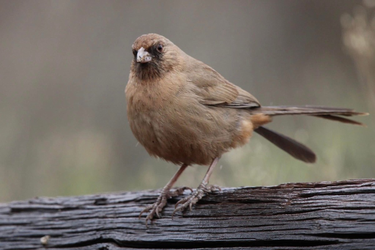 Abert's Towhee - ML643647273