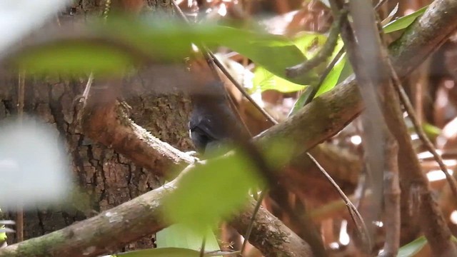 Blackish Antbird - ML643647286