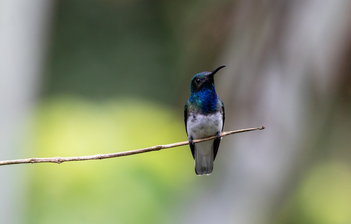 Colibri jacobin - ML643647290