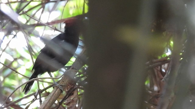 Glossy Antshrike - ML643647293