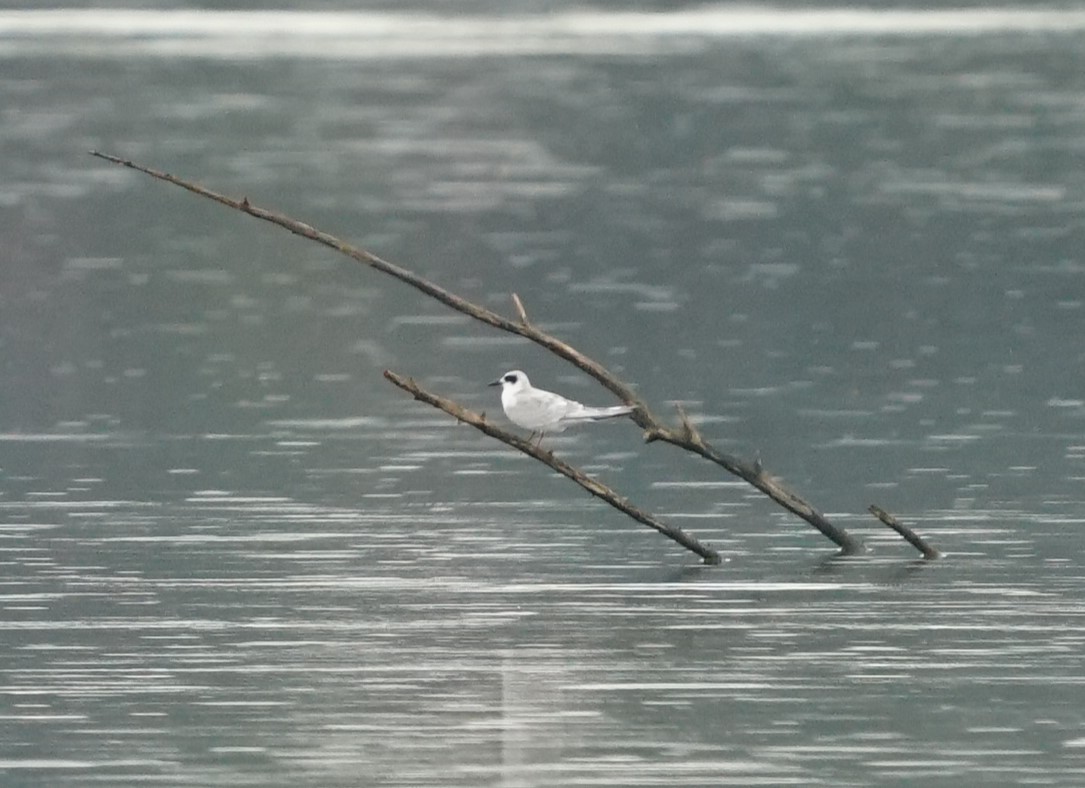 Forster's Tern - ML643647311