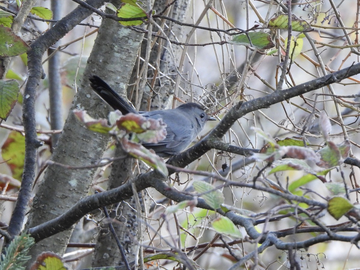 Gray Catbird - ML643647328