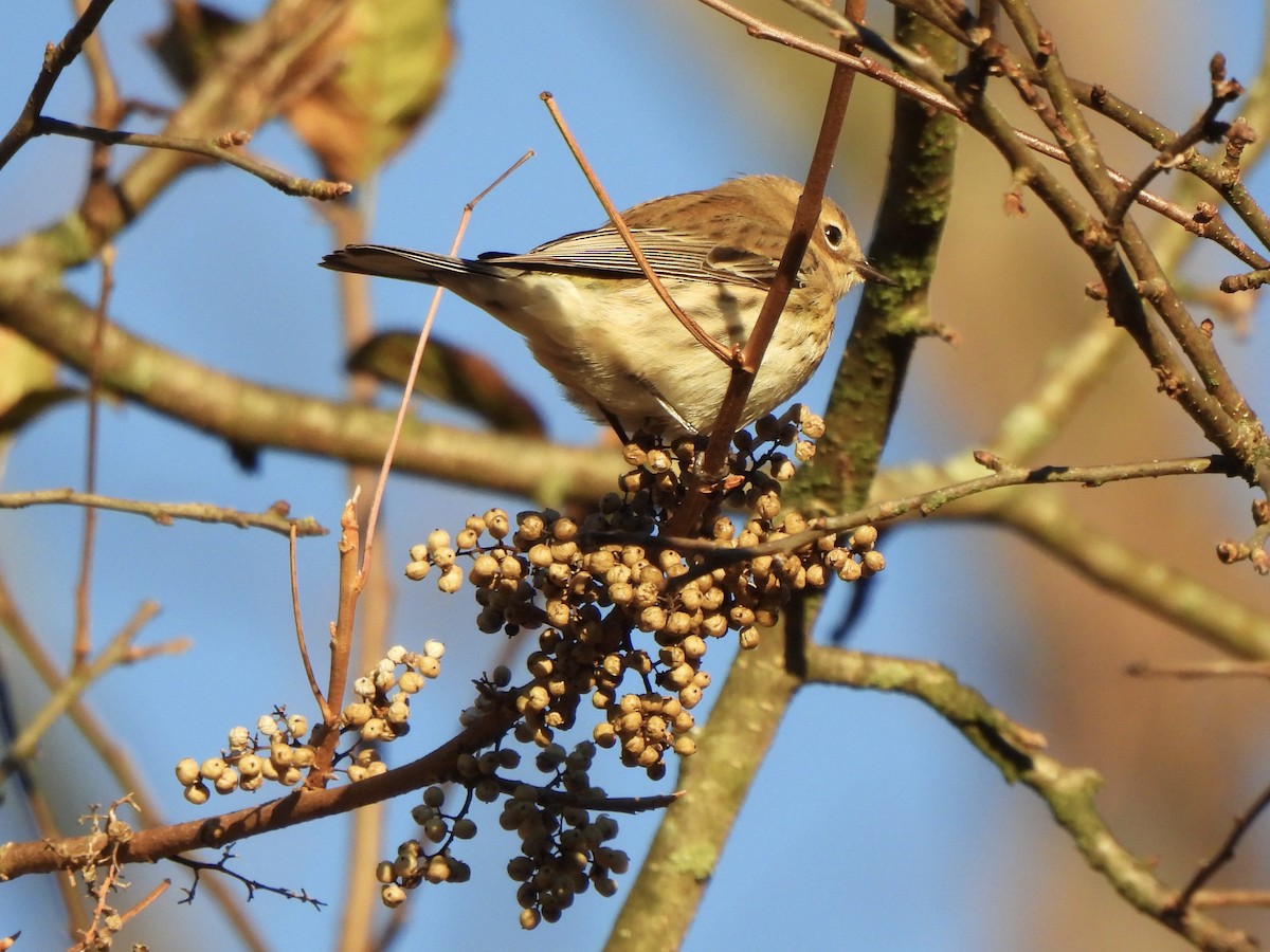 Taçlı Ötleğen - ML643647341