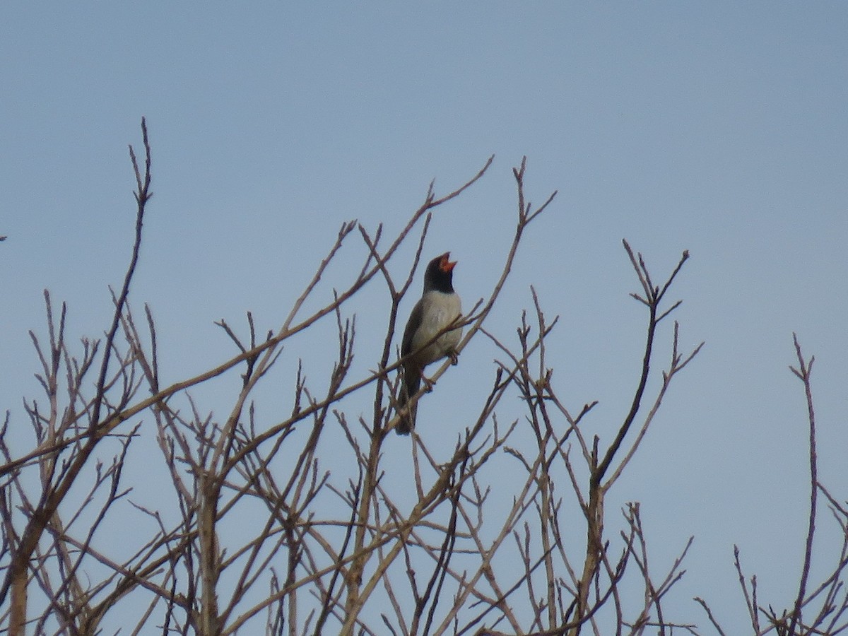 Black-throated Saltator - ML643647342