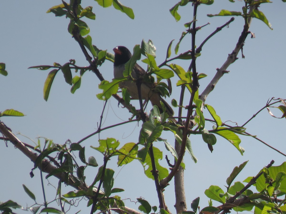 Black-throated Saltator - ML643647345