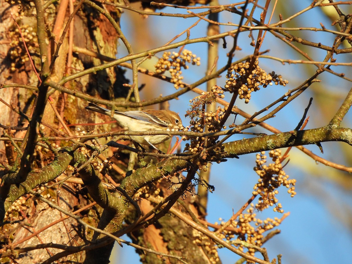 Taçlı Ötleğen - ML643647362