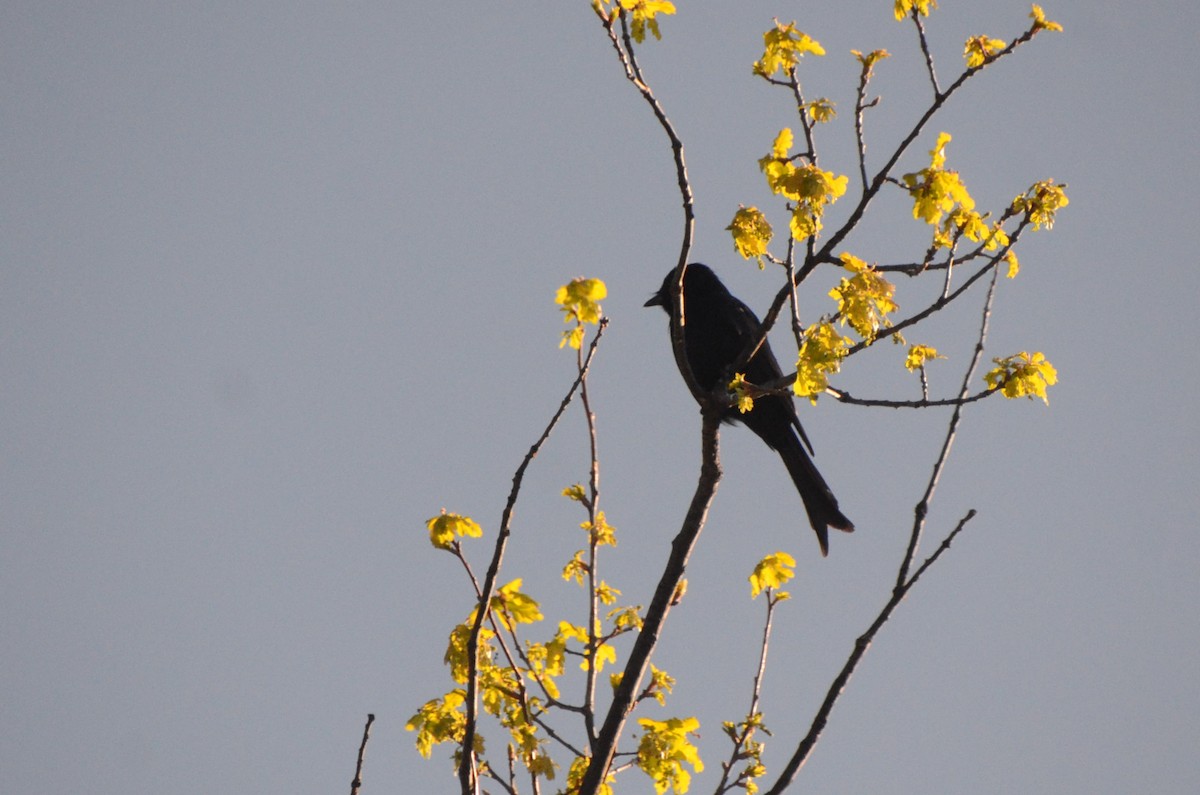 drongo africký - ML643647366