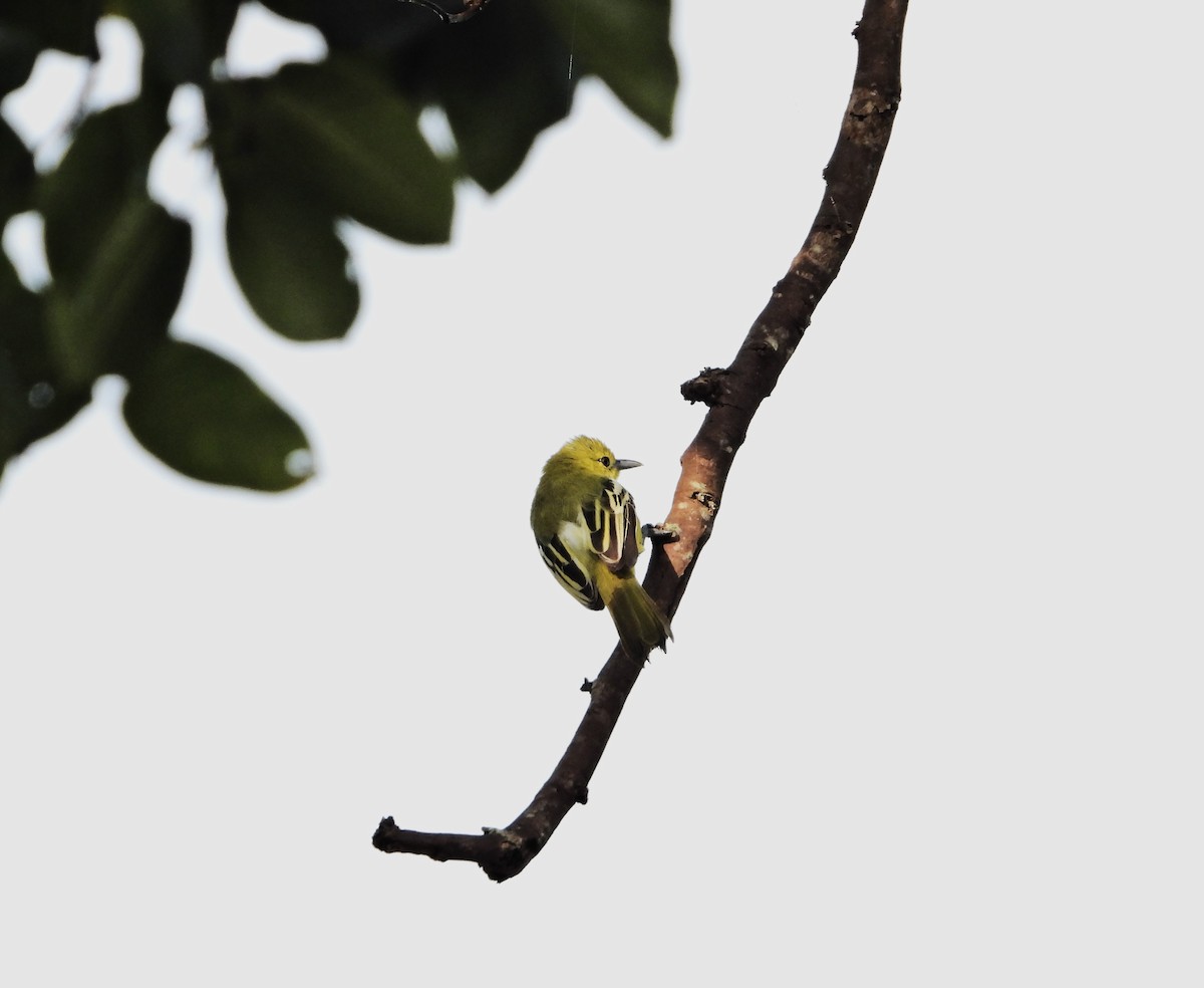 Common Iora - ML643647384
