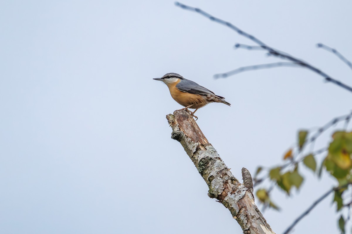 Eurasian Nuthatch - ML643647406