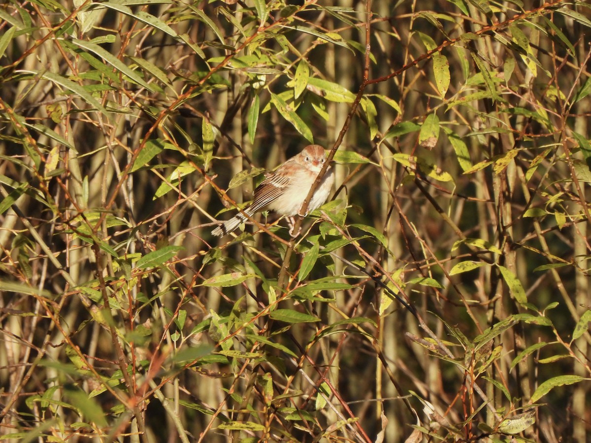 Tarla Serçesi - ML643647413