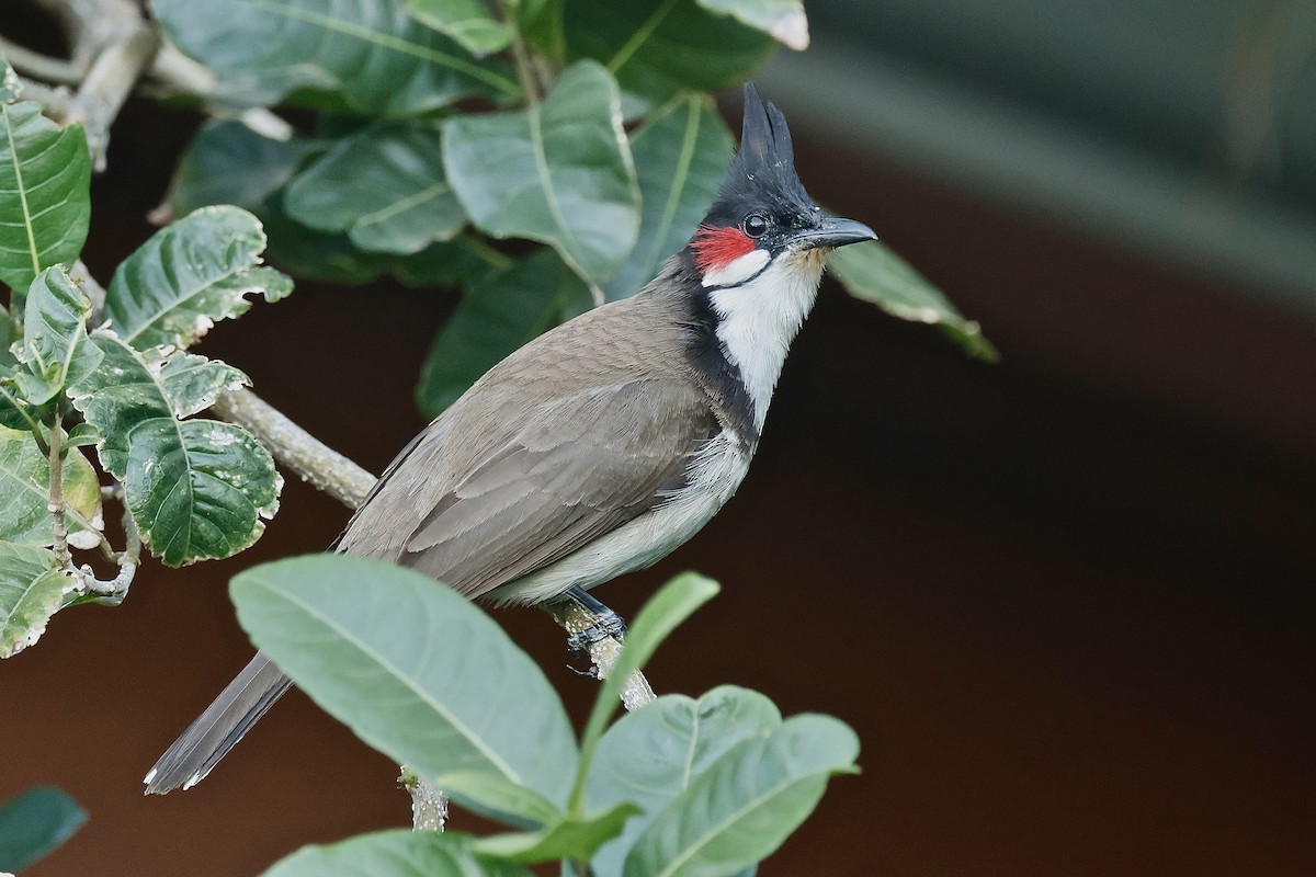 Red-whiskered Bulbul - ML643647422
