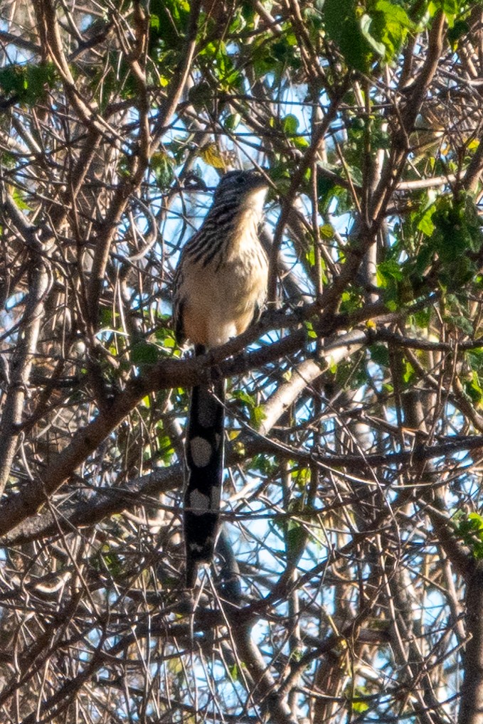 Lesser Roadrunner - ML643647424