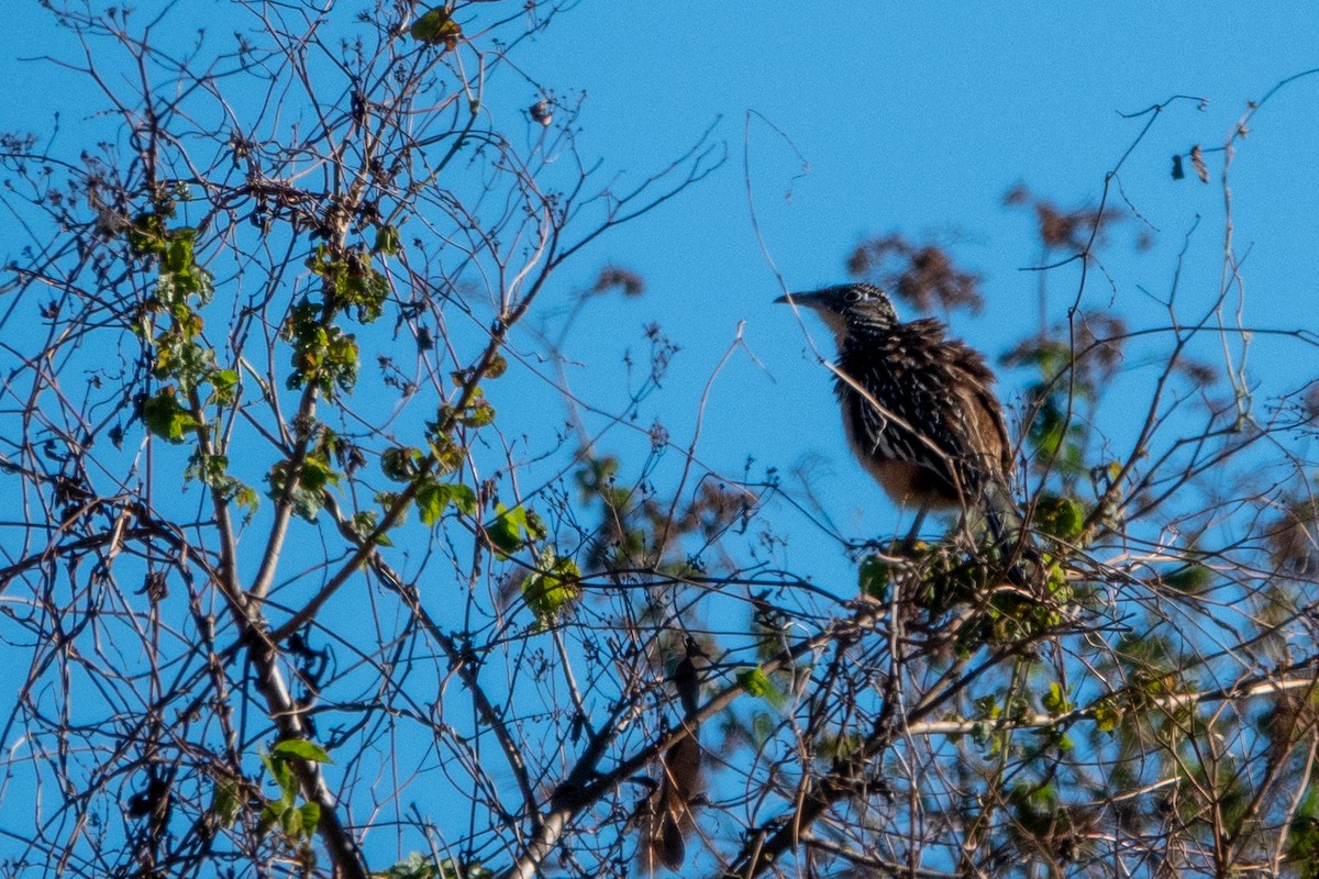 Lesser Roadrunner - ML643647425