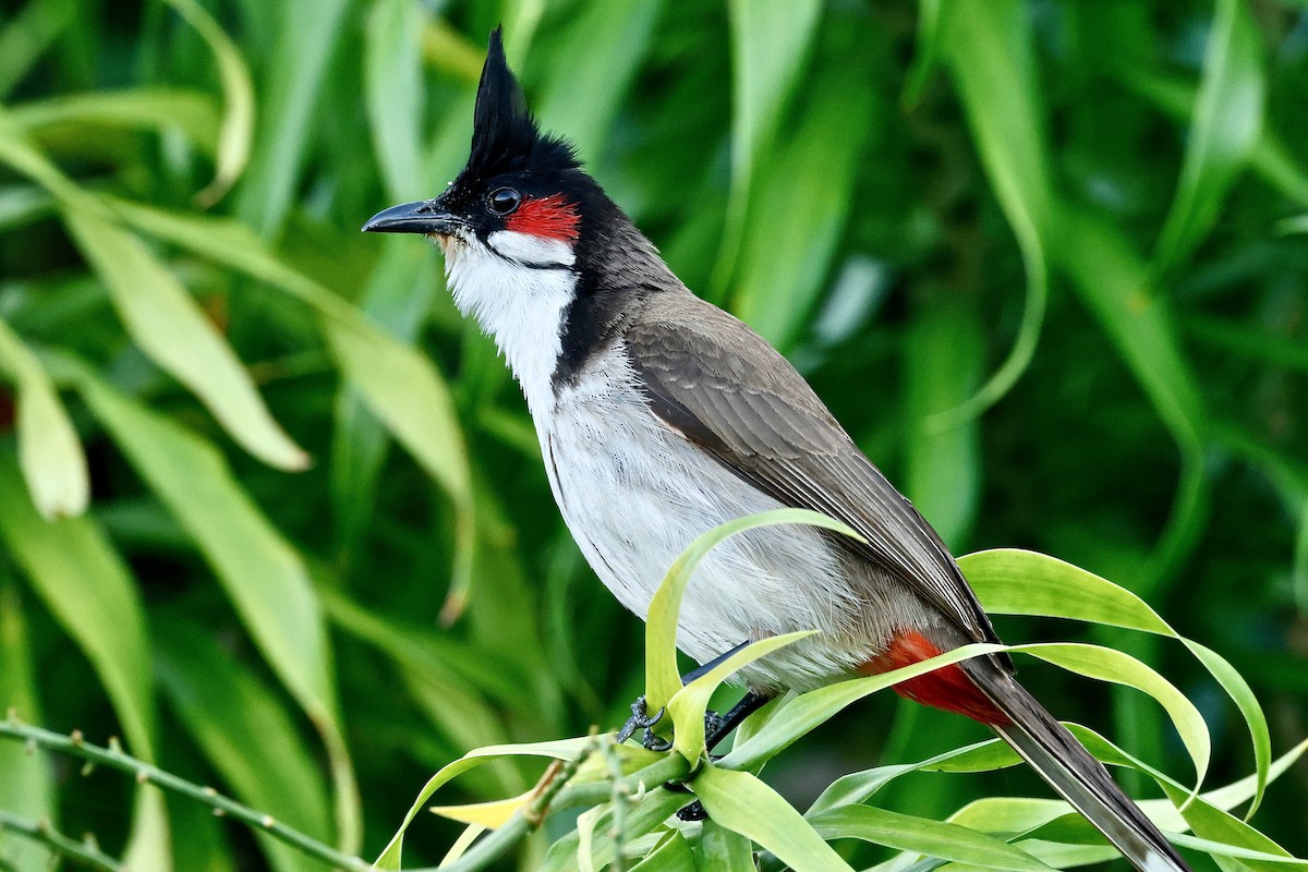Red-whiskered Bulbul - ML643647441