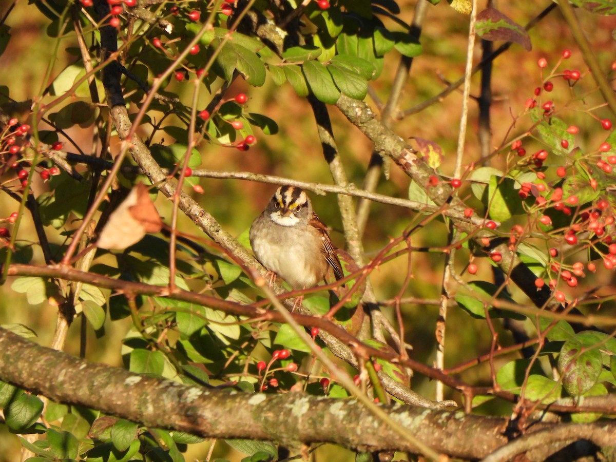 Ak Boğazlı Serçe - ML643647464