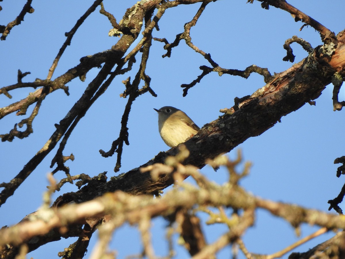 Gözlüklü Çalıkuşu - ML643647513