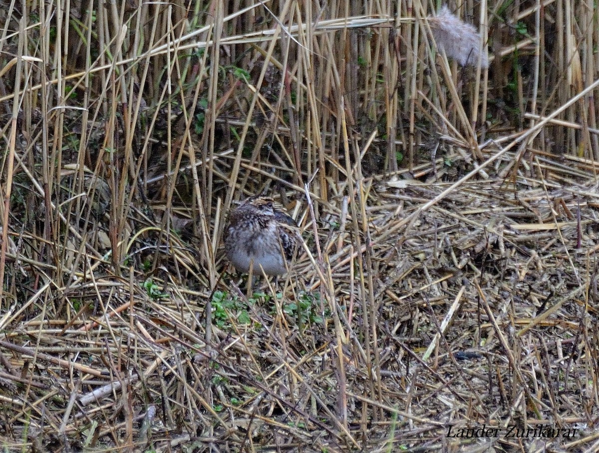 小鷸 - ML643647539