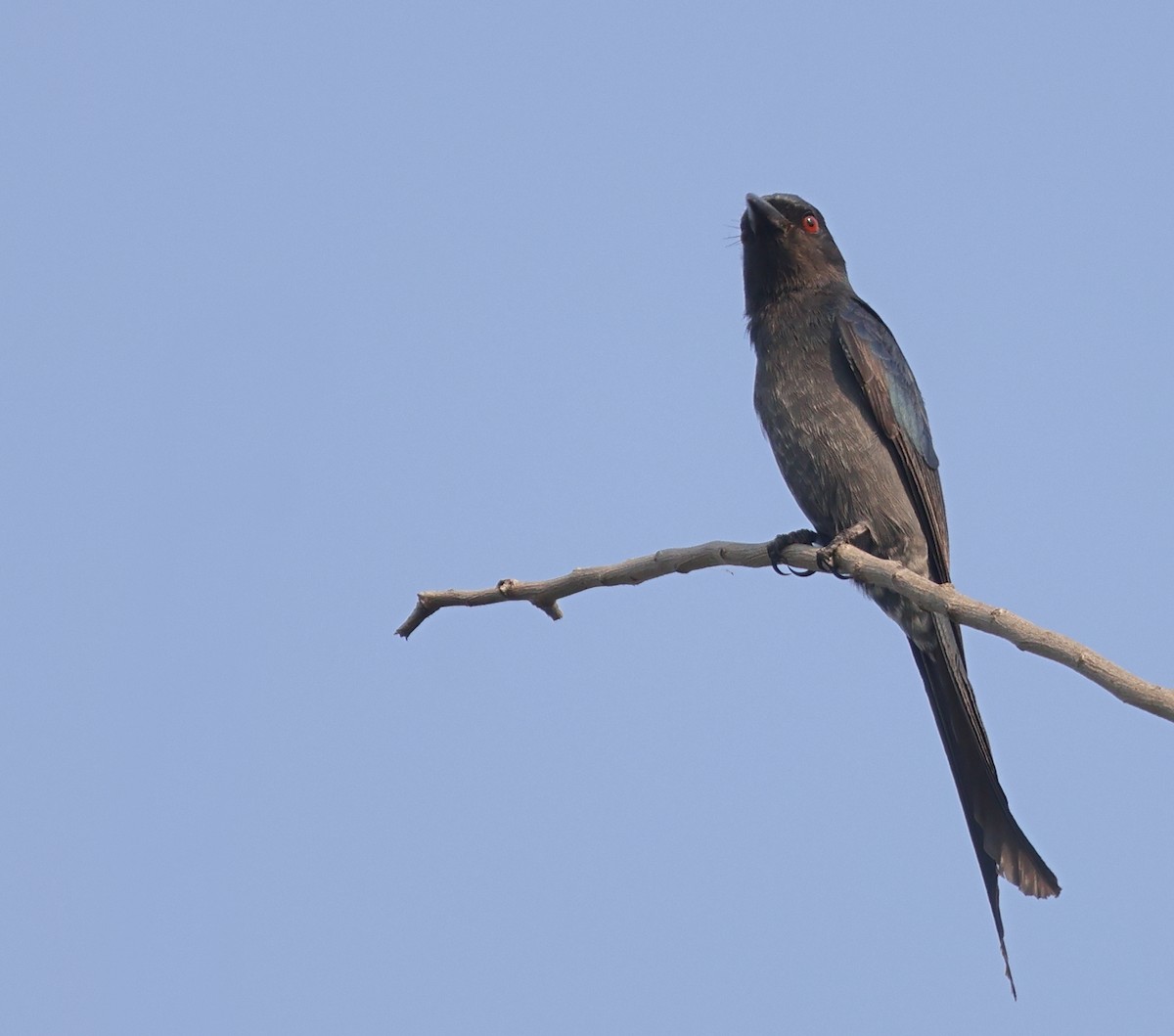 灰卷尾 - ML643647554