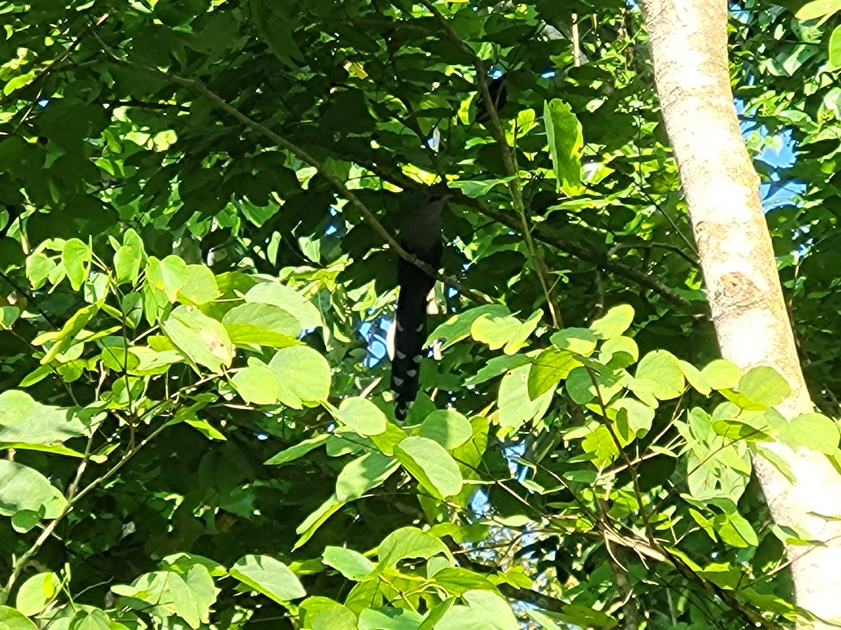 Green-billed Malkoha - ML643647556