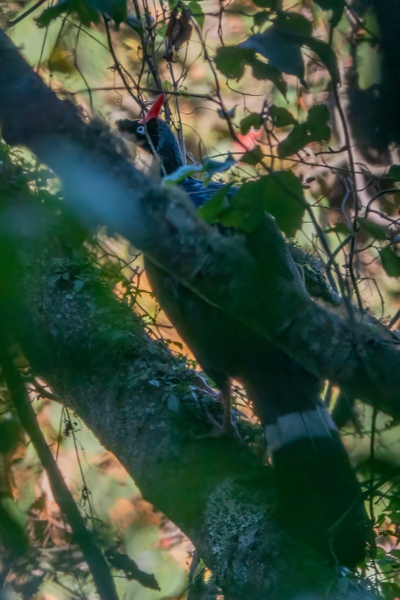 Horned Guan - ML643647564
