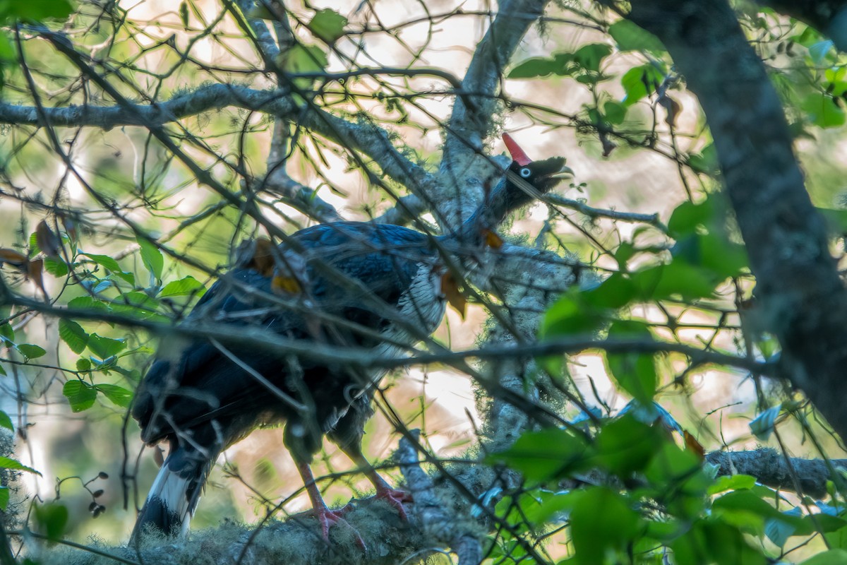 Horned Guan - ML643647565