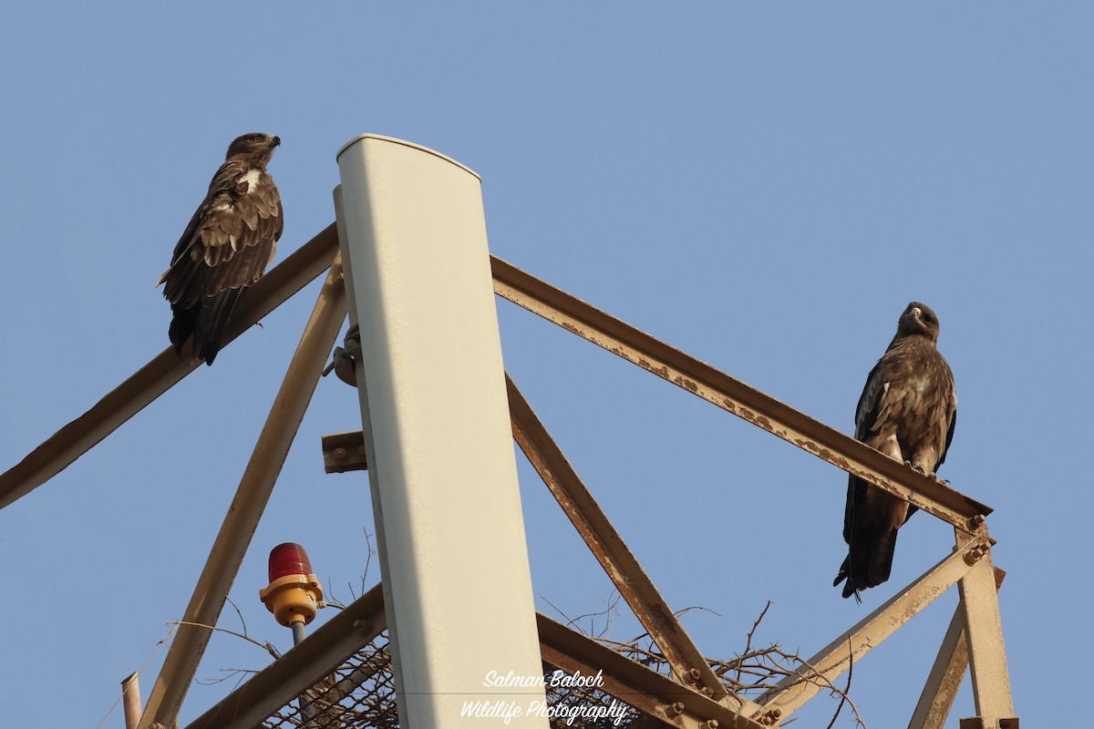 Greater Spotted Eagle - ML643647588