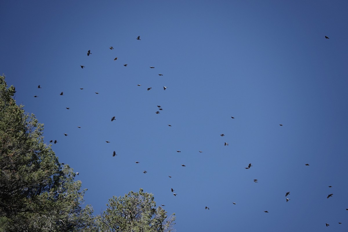 Pinyon Jay - ML643647614