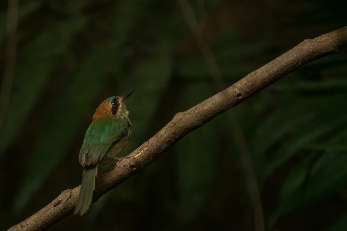 Tody Motmot - ML643647638
