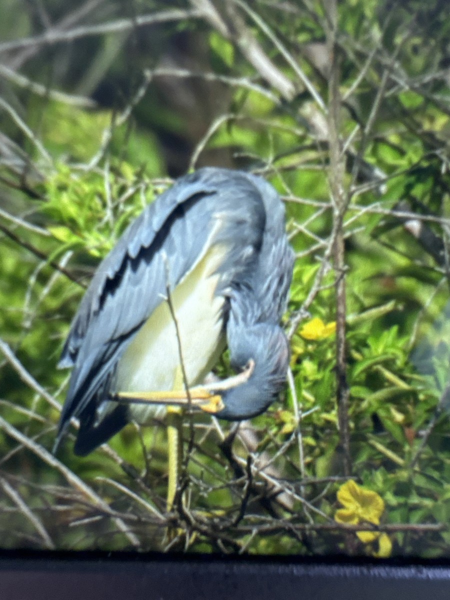 サンショクサギ - ML643647657