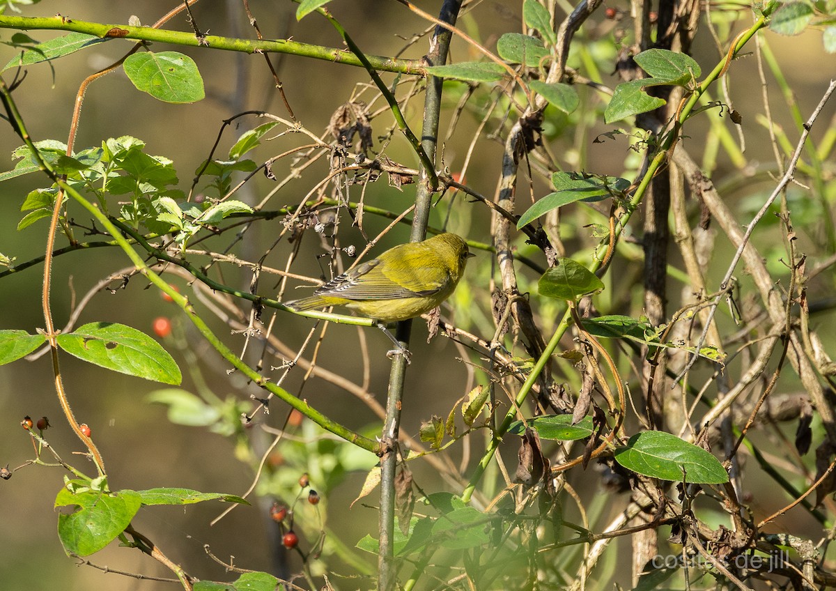 møllparula - ML643647673