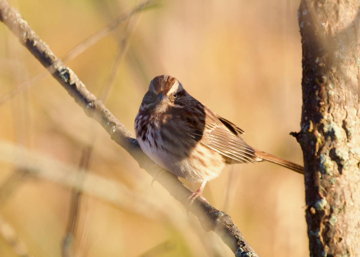 Song Sparrow - ML643647677