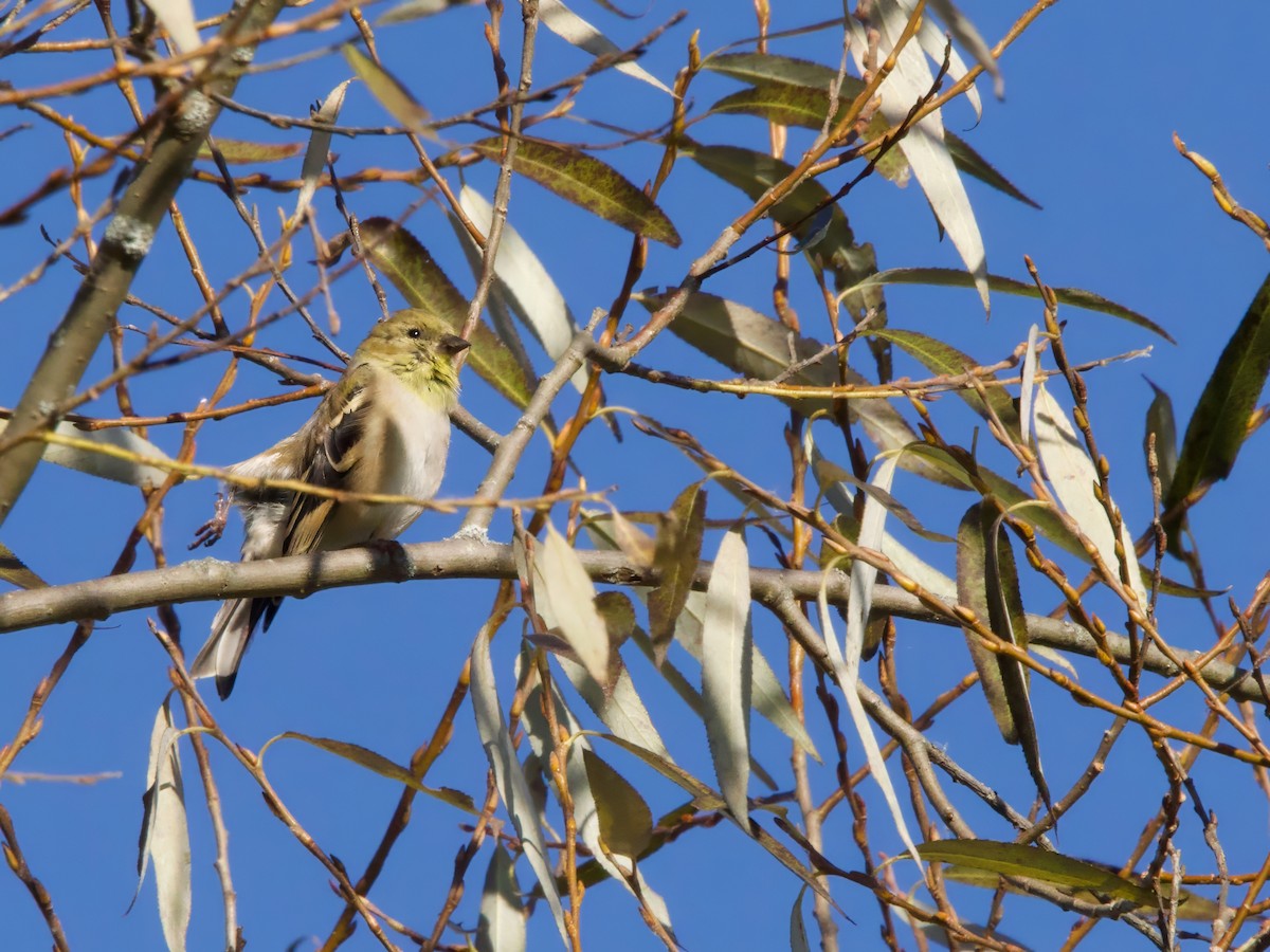 American Goldfinch - ML643647679