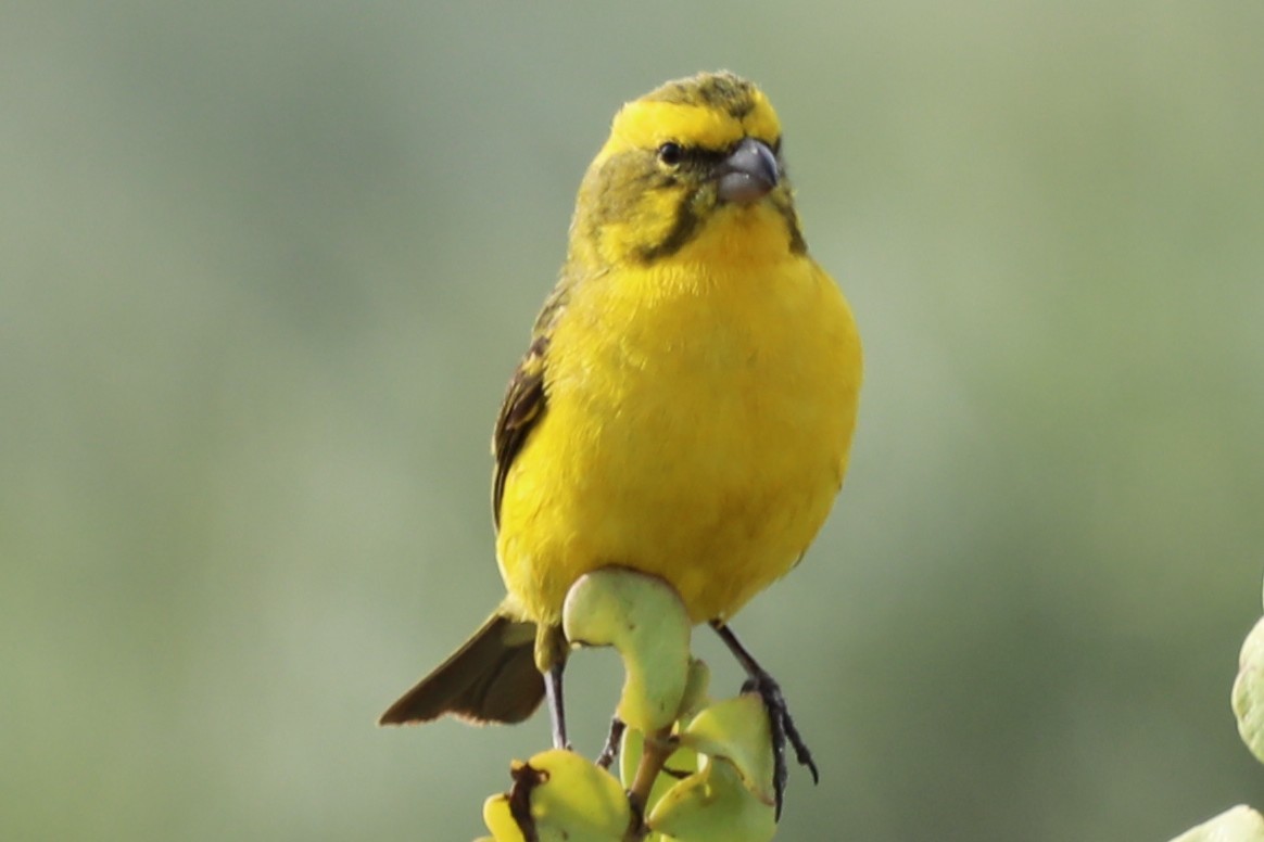 Sarı İskete - ML643647699