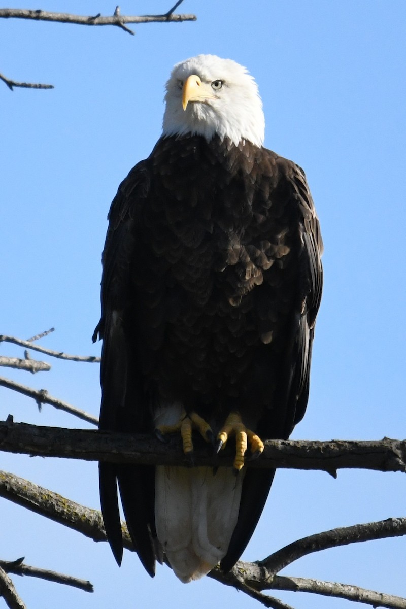 ハクトウワシ - ML643647707