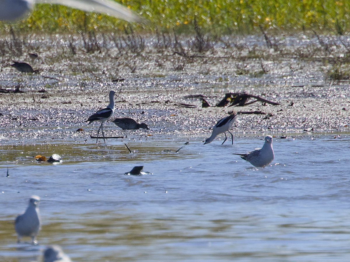 American Avocet - ML643647722