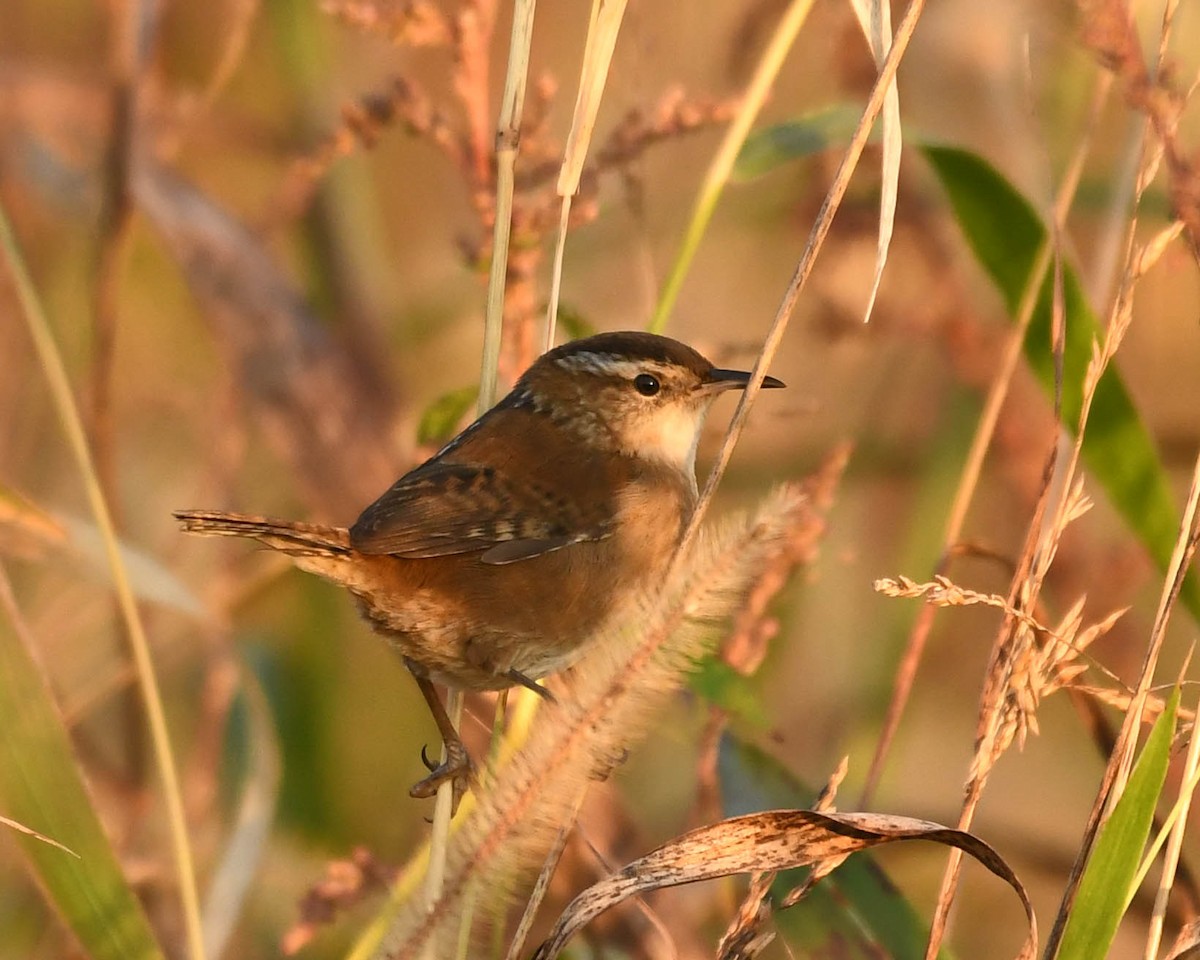 Marsh Wren - ML643647728
