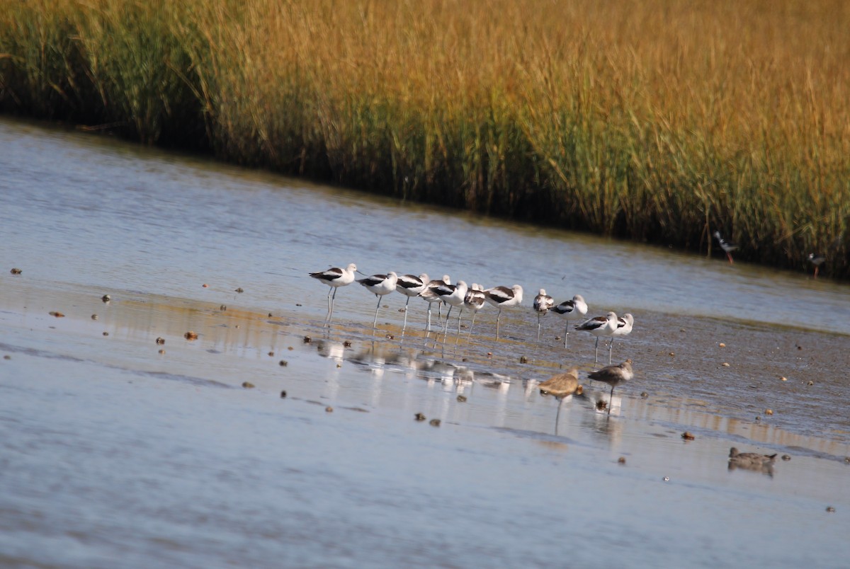 American Avocet - ML643647731