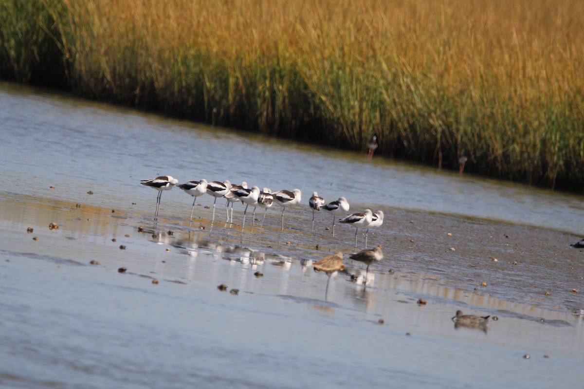 American Avocet - ML643647737