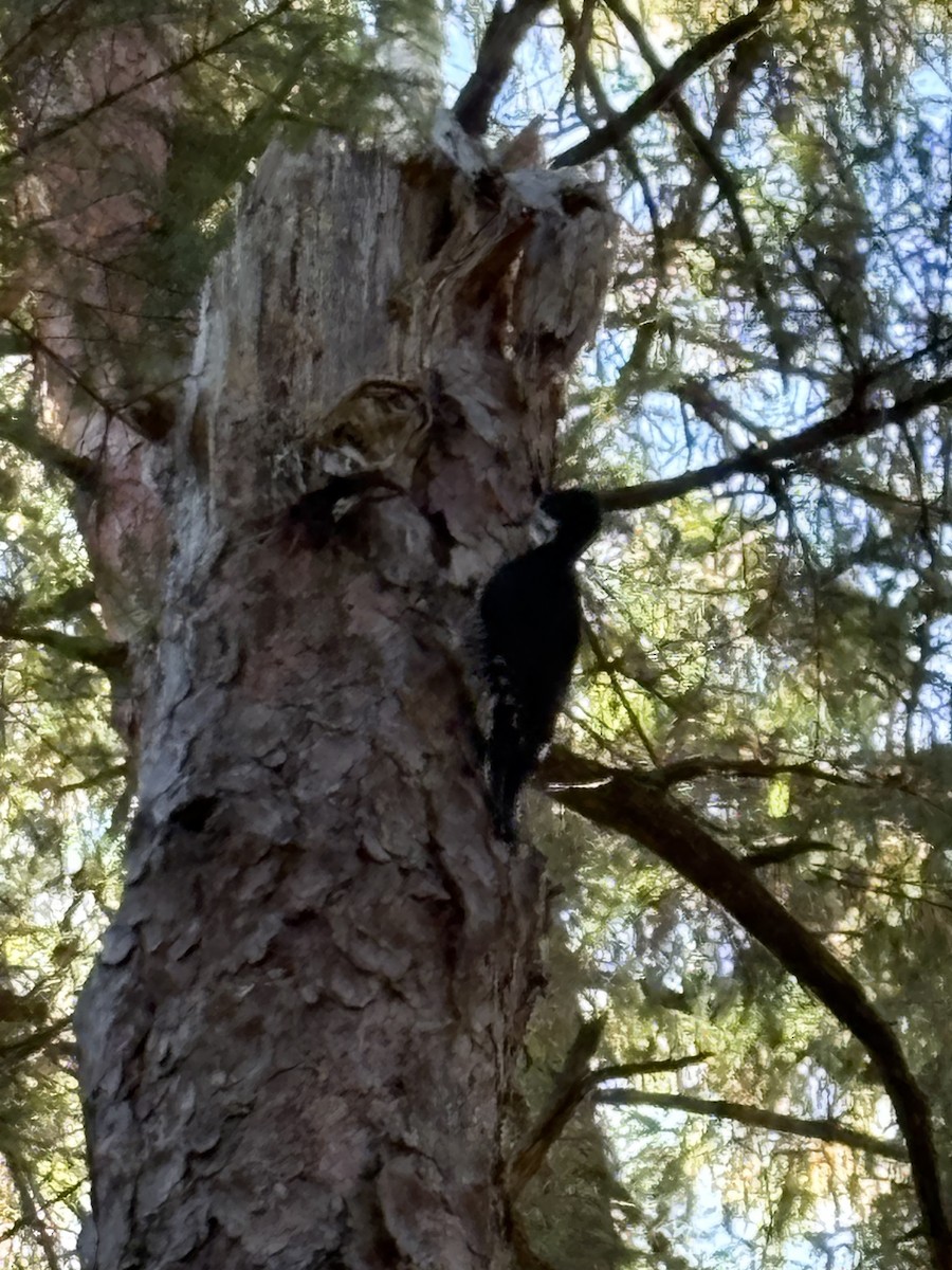 Black-backed Woodpecker - ML643647741