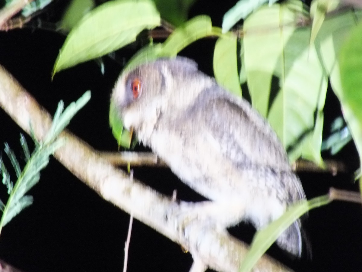 Autillo Orejudo de Mindanao - ML643647751