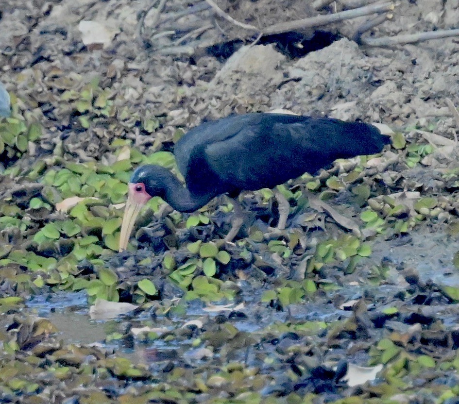 rødmaskeibis - ML643647753