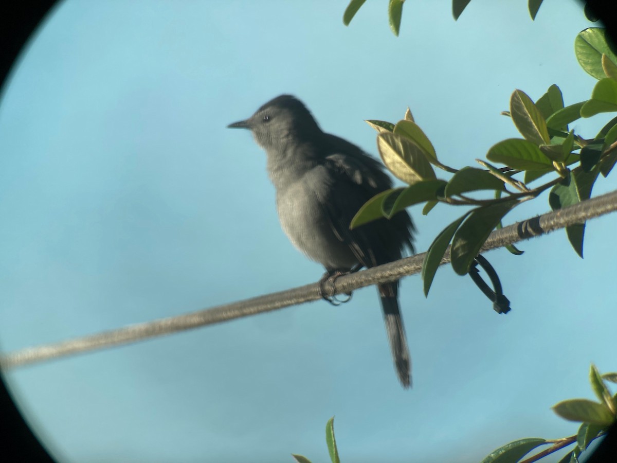 Gray Catbird - ML643647785