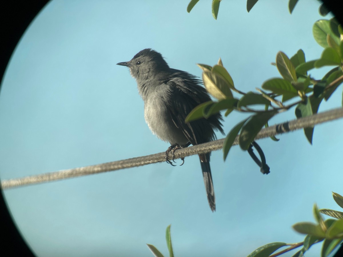 Gray Catbird - ML643647786