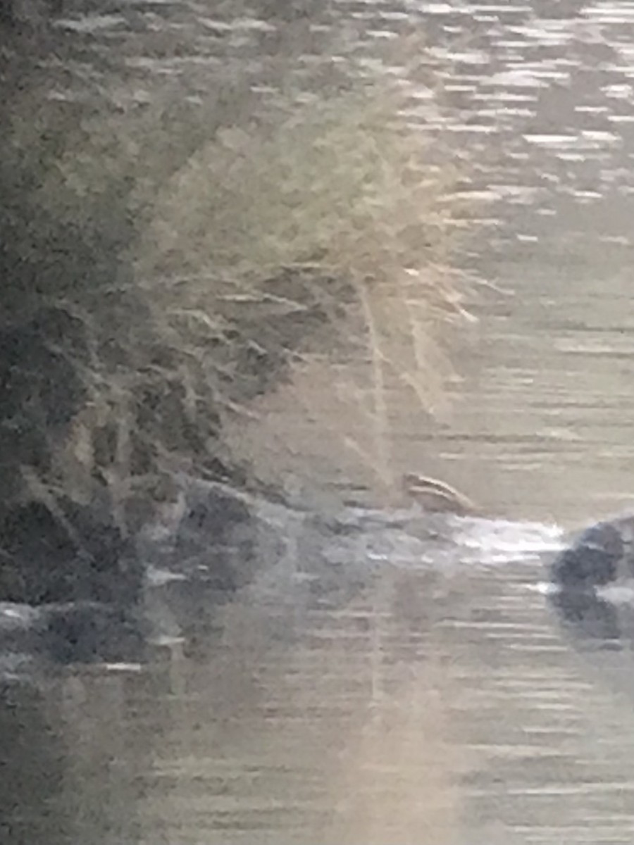 Jack Snipe - ML643647790