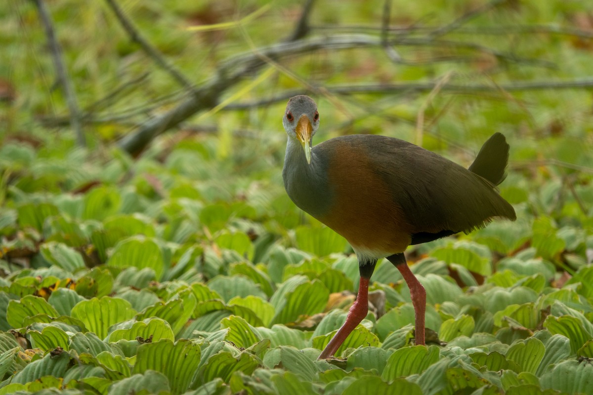 Russet-naped Wood-Rail - ML643647829