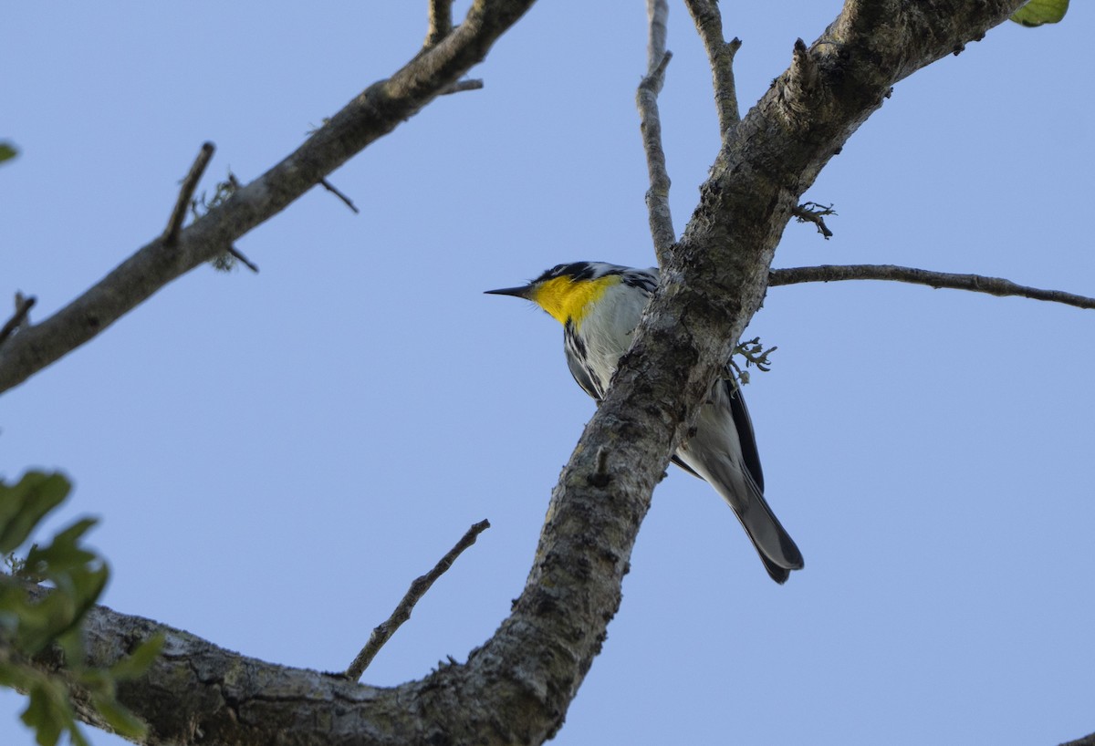 Yellow-throated Warbler - ML643647840