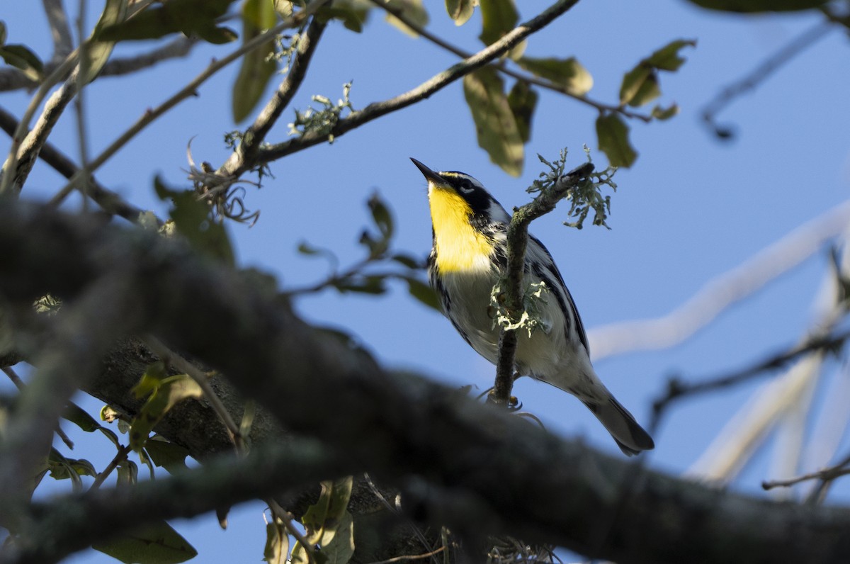 Yellow-throated Warbler - ML643647842