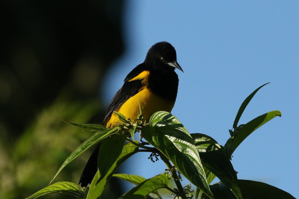 Black-cowled Oriole - ML643647853