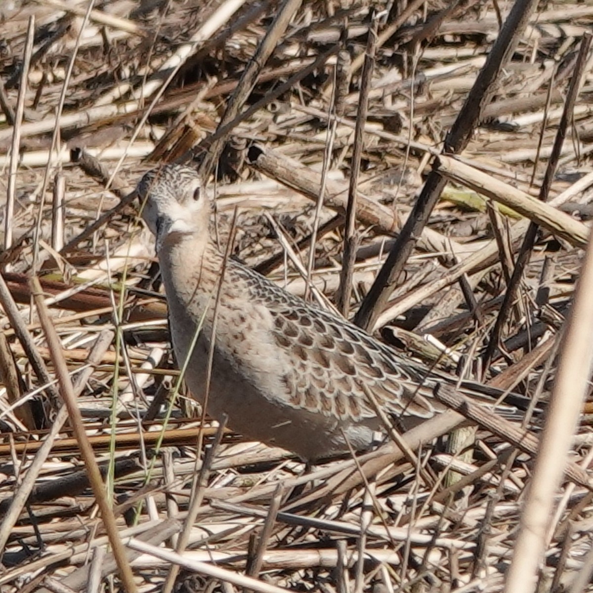 コモンシギ - ML643647875