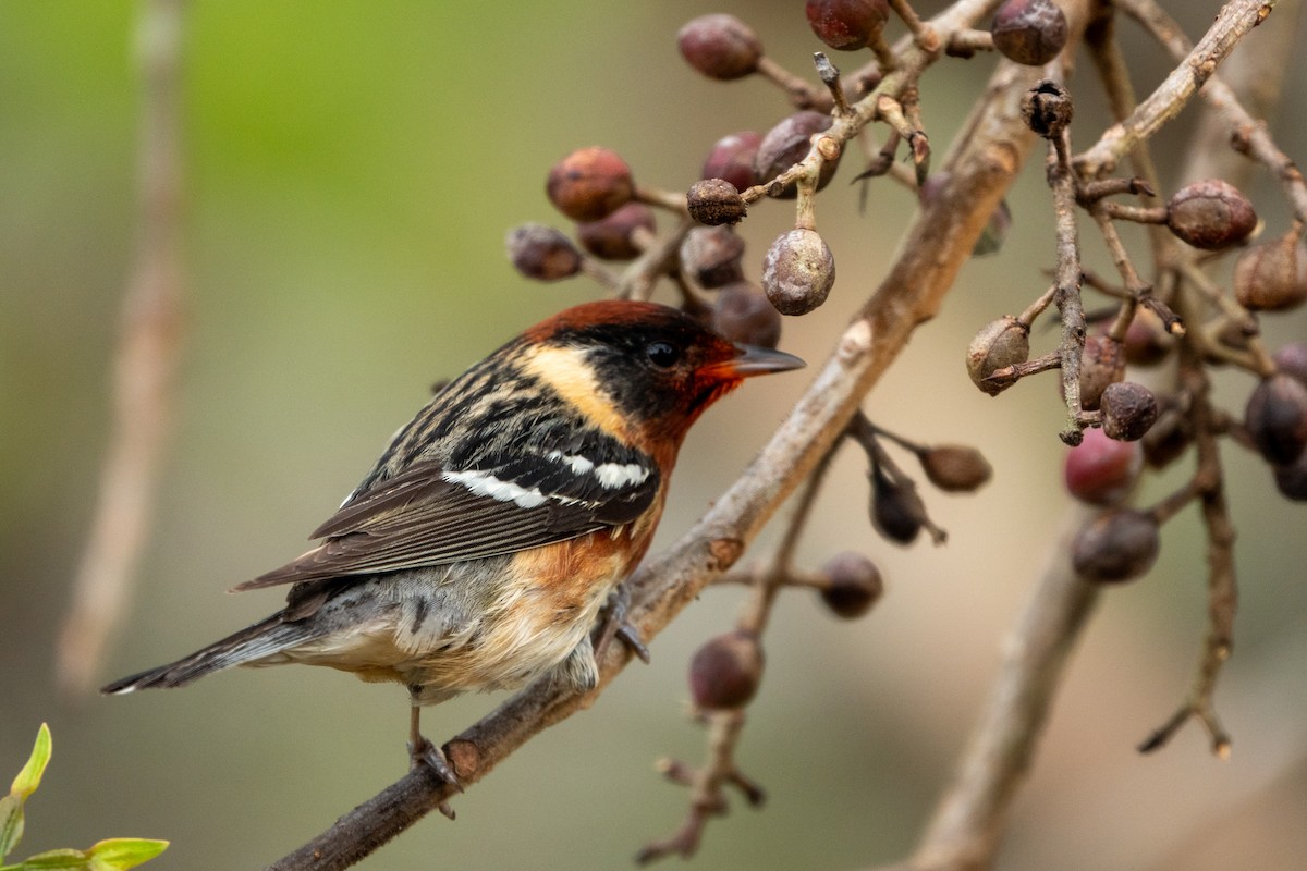 Bay-breasted Warbler - ML643647880